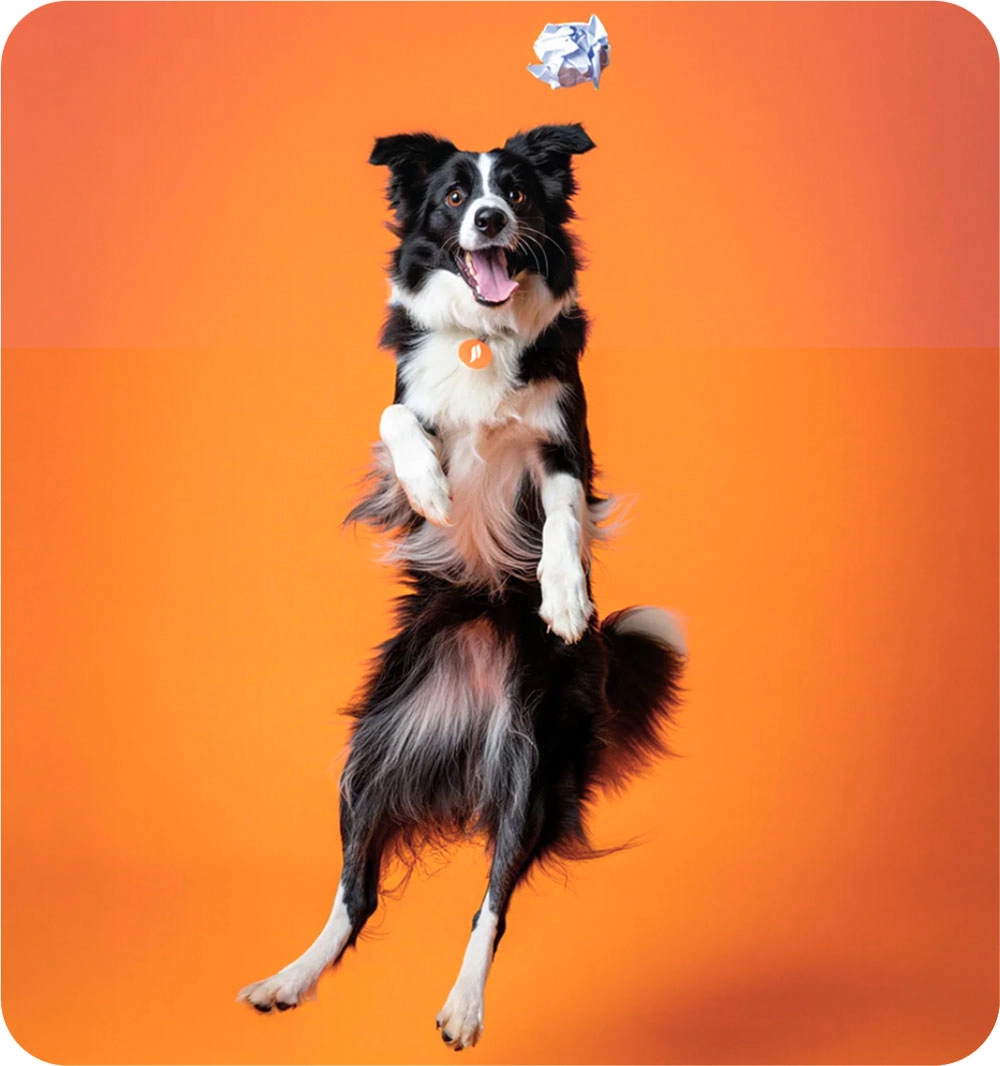 Spot The Difference mascot dog image